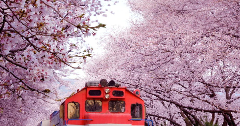 Discover San Francisco’s Year-Round Festival Scene: Must-See Events and Celebrations