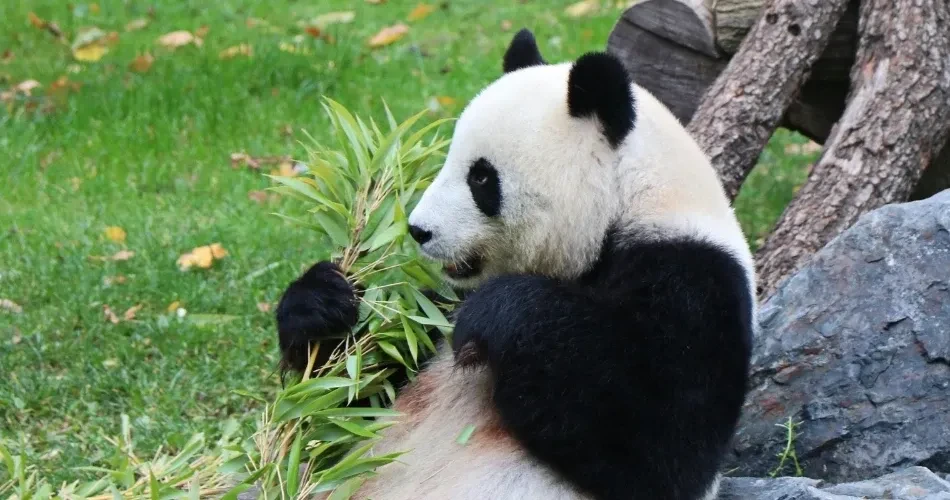 Best Family Activities in San Francisco for Kids and Parents